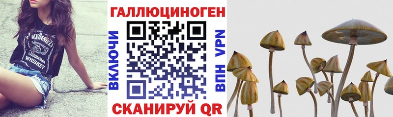Псилоцибиновые грибы Psilocybine cubensis  цены   Катайск 